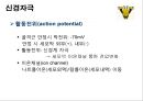신경계의 구조와 기능 15페이지