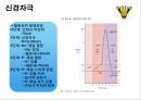 신경계의 구조와 기능 16페이지