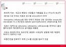 폐렴 문헌고찰 10페이지
