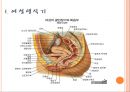 여성생식기(대음순,소음순,음핵,질전정,질,자궁,난소,난관등등) A++++++ 3페이지