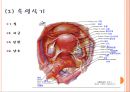 여성생식기(대음순,소음순,음핵,질전정,질,자궁,난소,난관등등) A++++++ 10페이지