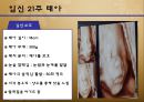 수정과 태아 발달(배란,수정,착상,임신4주~임신40주까지 태아 정리)A++++++ 17페이지