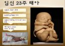 수정과 태아 발달(배란,수정,착상,임신4주~임신40주까지 태아 정리)A++++++ 19페이지