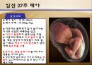 수정과 태아 발달(배란,수정,착상,임신4주~임신40주까지 태아 정리)A++++++ 23페이지