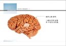 인지신경심리학_언어의 산출과 이해 및 언어장애 14페이지