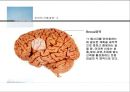 인지신경심리학_언어의 산출과 이해 및 언어장애 16페이지