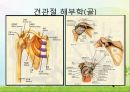 회전근개 파열의 병태생리 및 치료과정 2페이지