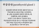 내분비계약물, endocrione system, 갑상선기능저하증, 항이뇨호르몬, 옥시토신, 항당뇨병약, 에스트로겐, 프로게스테론, 골다공증, 갑상선기능항진증, 부갑상선기 18페이지