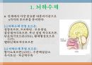 내분비계약물, 뇌하수체전엽호르몬, 성장호르몬, 갑상선자극호르몬, 부갑상선호르몬, 부신피질호르몬, 항이뇨호르몬, oxitocin, 당뇨병약, 성호르몬약, 골다공증약 3페이지