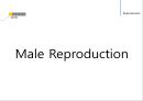 남성생식, 남성생식기, 남성생식기구조, 정자형성과정, 성기능, 테스토스테론, Testosterone 6페이지
