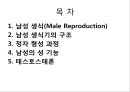 남성생식기, 남성생식, Male Reproduction, 남성생식기구조, 정자형성과정, 남성의성기능, 테스토스테론, 테스토스테론분비, 테스토스테론작용 2페이지