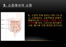 소화와 순환,영양소란,영양소의 분류,영양소를 분류하는 기준은,소화계의 구성과 소화과정,소화과정 14페이지