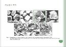 소금이란,천일염의 특징,천일염의 효과,소금의 종류 정제염, 천일염 7페이지
