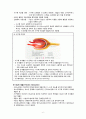 성인간호학 비뇨기계 구조와 기능 6페이지