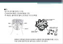 단백질 공학-세포내 구성물 및 입체구조해석 10페이지