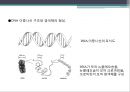 단백질 공학-세포내 구성물 및 입체구조해석 19페이지
