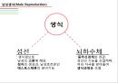 남성생식기, 남성생식, Male Reproduction, 남성생식기구조, 정자형성과정, 남성의성기능, 테스토스테론, 테스토스테론분비, 테스토스테론작용 3페이지