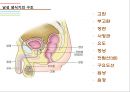 남성생식기, 남성생식, Male Reproduction, 남성생식기구조, 정자형성과정, 남성의성기능, 테스토스테론, 테스토스테론분비, 테스토스테론작용 4페이지