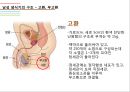 남성생식기, 남성생식, Male Reproduction, 남성생식기구조, 정자형성과정, 남성의성기능, 테스토스테론, 테스토스테론분비, 테스토스테론작용 5페이지