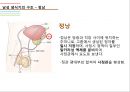 남성생식기, 남성생식, Male Reproduction, 남성생식기구조, 정자형성과정, 남성의성기능, 테스토스테론, 테스토스테론분비, 테스토스테론작용 8페이지