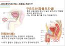 남성생식기, 남성생식, Male Reproduction, 남성생식기구조, 정자형성과정, 남성의성기능, 테스토스테론, 테스토스테론분비, 테스토스테론작용 9페이지