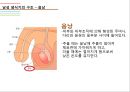 남성생식기, 남성생식, Male Reproduction, 남성생식기구조, 정자형성과정, 남성의성기능, 테스토스테론, 테스토스테론분비, 테스토스테론작용 10페이지