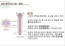 남성생식기, 남성생식, Male Reproduction, 남성생식기구조, 정자형성과정, 남성의성기능, 테스토스테론, 테스토스테론분비, 테스토스테론작용 11페이지
