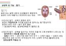 남성생식기, 남성생식, Male Reproduction, 남성생식기구조, 정자형성과정, 남성의성기능, 테스토스테론, 테스토스테론분비, 테스토스테론작용 13페이지