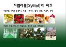 자일리톨 7페이지