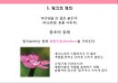 핑크색 PINK COLOR [마케팅.의미.상징.패션.마크] 3페이지