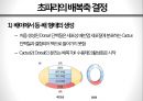 초파리 Toll 유전자 발현 8페이지
