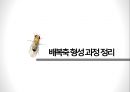 초파리 Toll 유전자 발현 18페이지