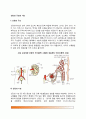 신장의 구조와 기능 2페이지