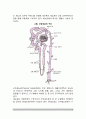 [신장생리학] 신장의 구조와 기능, 질병과 신장기능, 신장병의 진단방법(요검사, 혈액검사, 조직검사) 3페이지
