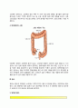 소화기관의 구조와 기능(소화와 흡수, 소화작용, 영양소 흡수) 7페이지