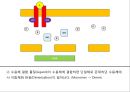 JAK 신호전달 체계 (JAK STAT PATHWAY) 2페이지