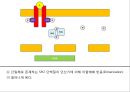 JAK 신호전달 체계 (JAK STAT PATHWAY) 6페이지