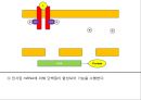 JAK 신호전달 체계 (JAK STAT PATHWAY) 9페이지