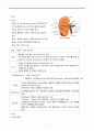 비뇨기계구조와기능, 비뇨기계구조, 비뇨기계기능, 신장, 요관, 방광, 요도와요도구, 노화와배뇨기능, 2페이지