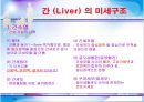[간호학과] 소화기계 부속기관 발표자료 10페이지
