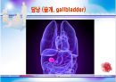 [간호학과] 소화기계 부속기관 발표자료 14페이지