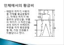 황금비(황금비율) 11페이지