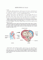 [성인간호] 대동맥판 협착증(Aorta stenosis) 병태생리 1페이지