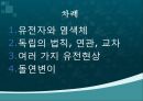 여러가지 유전현상,유전자와 염색체,독립의 법칙, 연관, 교차 여러 가지 유전현상,돌연변이 2페이지