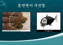 여러가지 유전현상,유전자와 염색체,독립의 법칙, 연관, 교차 여러 가지 유전현상,돌연변이 26페이지