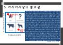 CAS전자저울 기업분석 26페이지