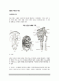 신장의 구조와 기능 인체 내부환경의 항상성 유지 2페이지