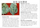 식물의 병충해 피해 18페이지