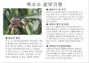 식물의 병충해 피해 23페이지