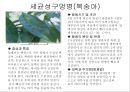 식물의 병충해 피해 36페이지